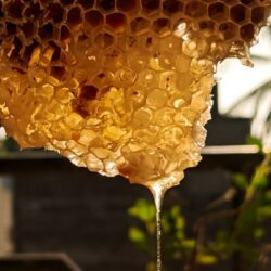 close up photo of honey comb